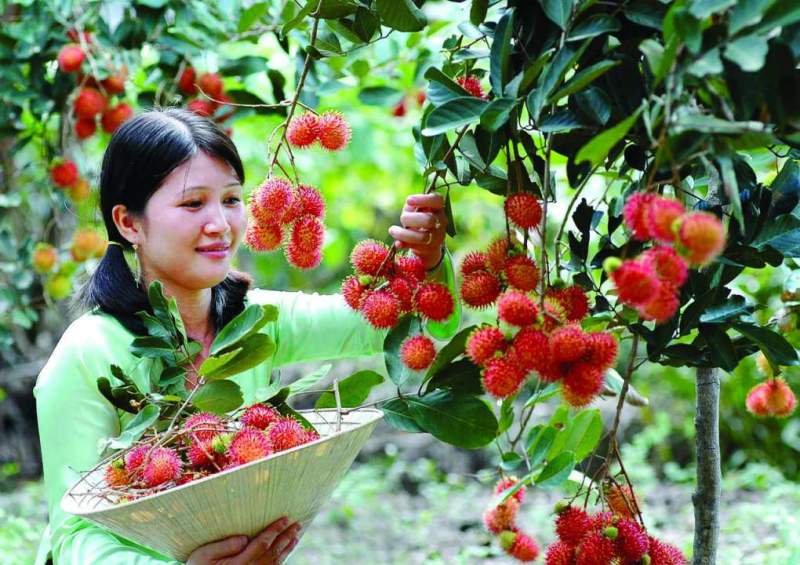 Du khách hái trái cây (Nguồn sưu tầm)