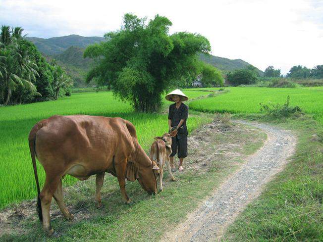 Một hình ảnh quen thuộc ở vùng ngoại ô