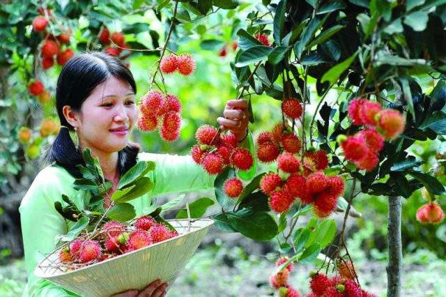 Traveling fruit gardens in Can Tho