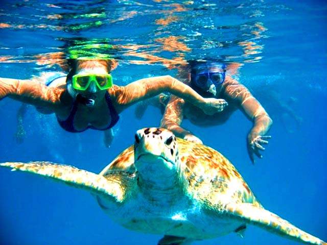 Bơi cùng Rùa biển (Ảnh: Collection)