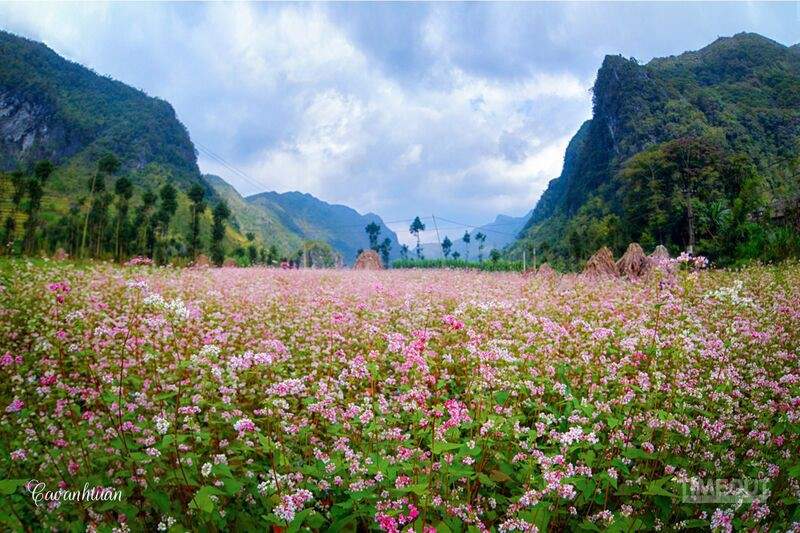 Ha Giang’s Purple Pink Buckwheat Flowers: A Corner of Heaven