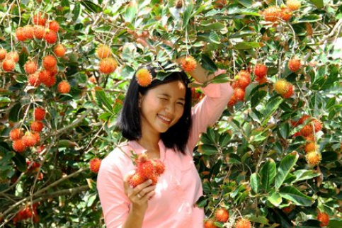 Vườn trái cây ở Phong Điền (Ảnh Collection)