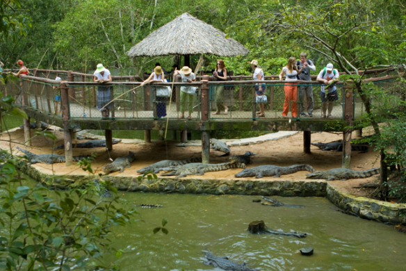 Câu cá sấu