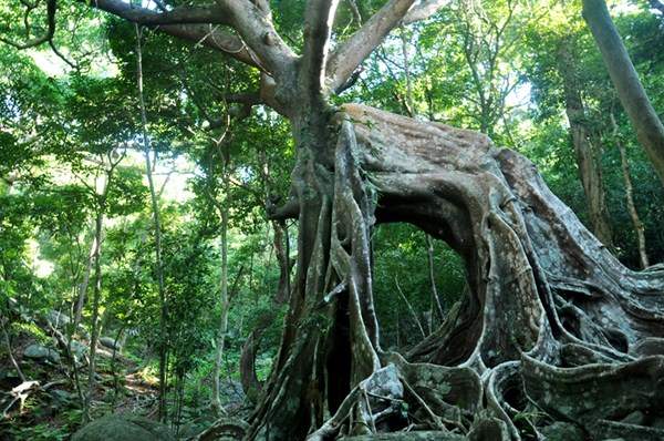 Đúng với tên gọi cây đa ngàn năm tuổi có hình dáng rất giống con nai to lớn