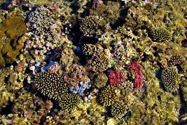Thảm san hô nhiều màu sắc (Ảnh ST)