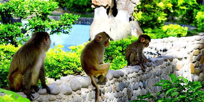 Những chú khỉ đặc biệt của đảo khỉ