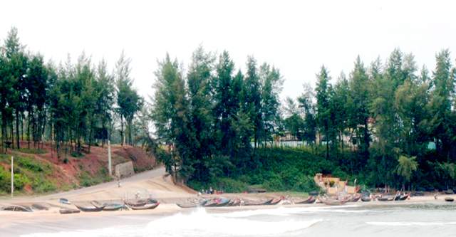 Hàng phi lao tại bãi biển Cửa Tùng Quảng Trị