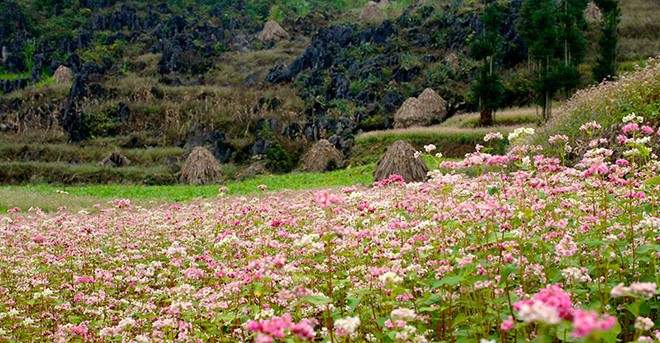 The Buckwheat Flower Season in Ha Giang – Witnessing a Vibrant Ha Giang at the End of the Year