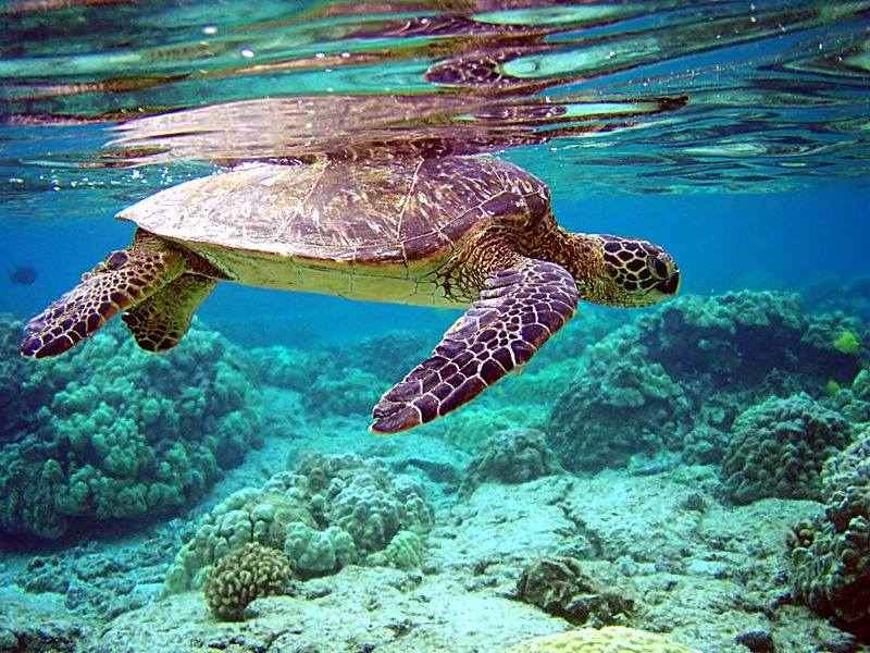 Hòn Bảy Cạnh là nơi có nhiều rùa đến sinh sản nhất Côn Đảo