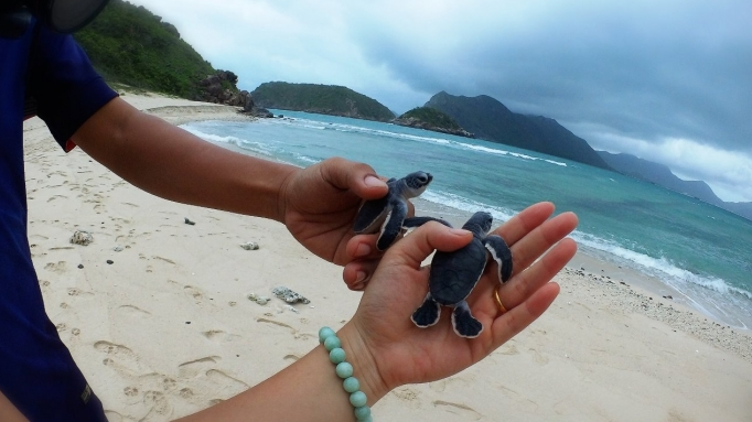 Khám phá cuộc sống của loài rùa biển tại Côn Đảo