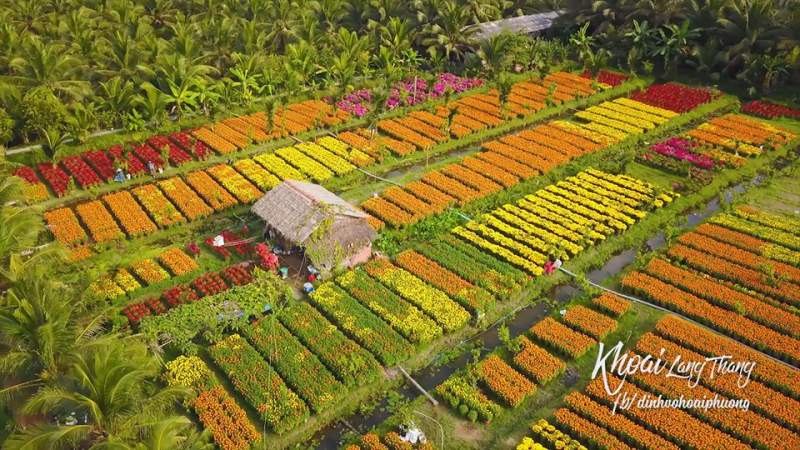 Làng hoa cảnh Chợ lách rực rỡ mỗi mùa xuân về. Ảnh: Youtuber Khoai Lang Thang