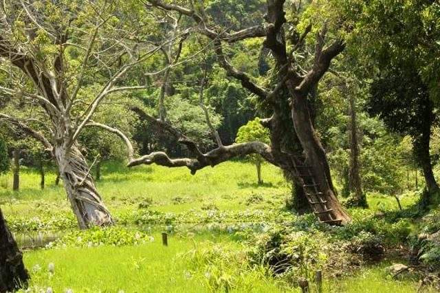 Khu bảo vệ rừng, tài nguyên ở Đà Nẵng ( Ảnh: ST)