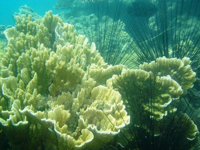 Những cụm san hô khổng lồ ở Vân Phong (Ảnh: ST)