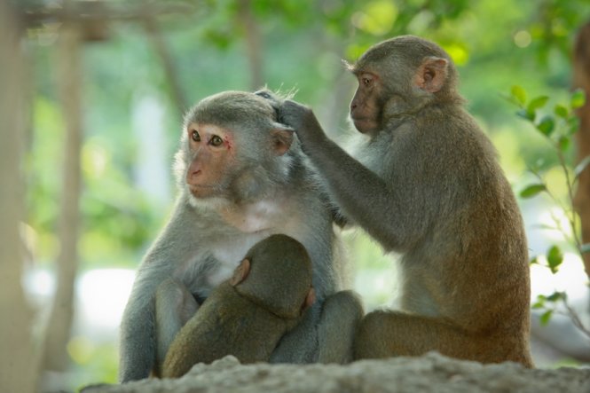 Những chú khỉ tinh nghịch trên đảo khỉ