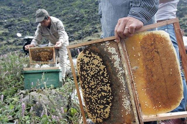 Bạn có thể trải nghiệm hoạt động nuôi ong hết sức thú vị
