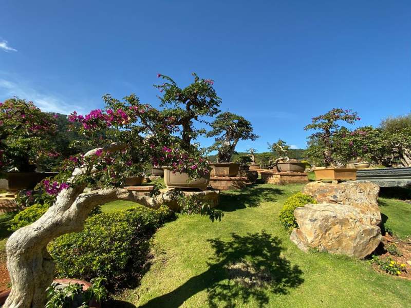 Vườn bonsai lá kim lớn nhất Việt Nam. Hình: Que Garden