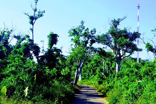 Đảo Cồn Cỏ - Rừng cây nguyên sinh xanh tốt