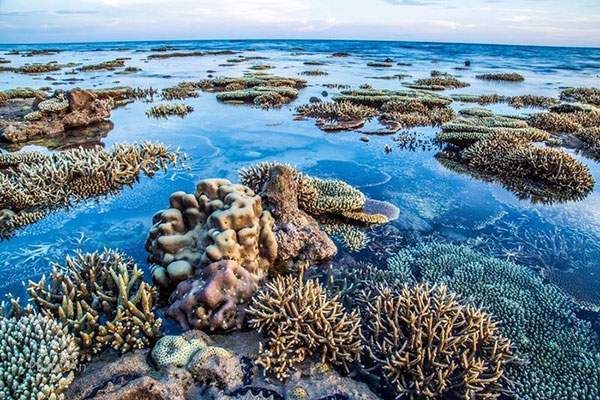 Rặng sạn hô, nét đẹp thiên nhiên nổi bật nhất của Hòn Cau