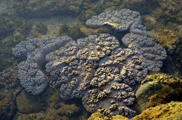 Beautiful coral reefs in Hon Yen Beach (Photo collected)