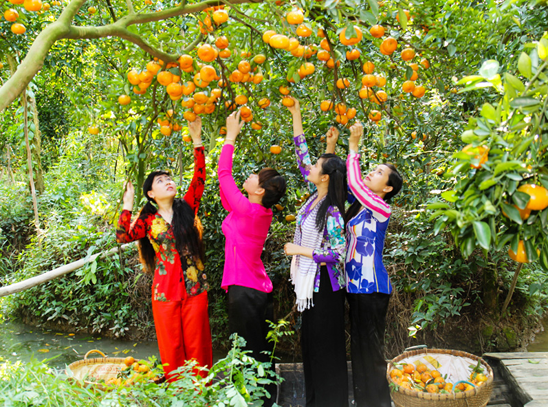 Tự tay hái những quả chín tại vườn trái cây Bến Tre