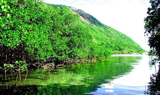 Hệ thực vật phong phú của vườn quốc gia Côn Đảo