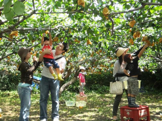 Vườn trái cây Cái Mơn - Địa điểm vui chơi lý tưởng dành cho gia đình