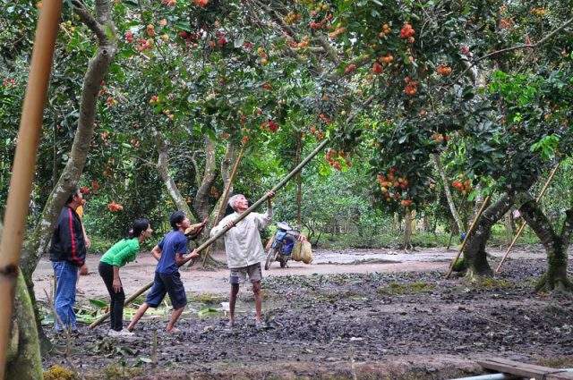 Hãy tới Cồn Phụng vào mùa hè để có thể thưởng thức những loại trái cây phong phú