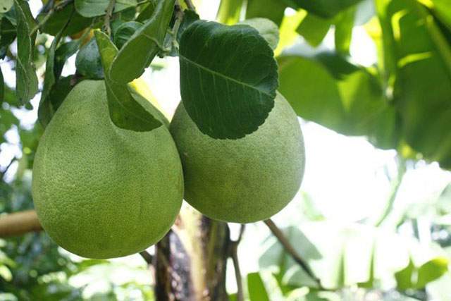 Trái trụ lông - trái cây nổi tiếng của Quảng Nam(Ảnh ST)