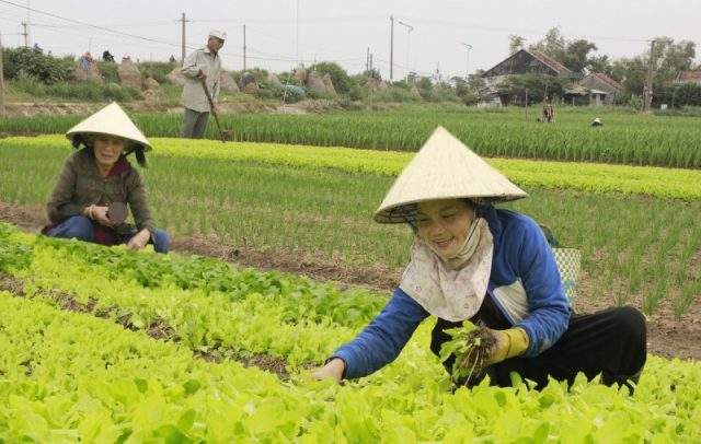 Những người nông dân chăm chỉ sản xuất rau để cung cấp đến nhà hàng, khách sạn TP Tuy Hòa (Ảnh Collection)